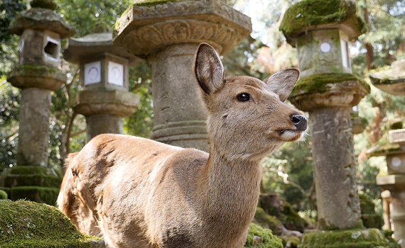 奈良の鹿